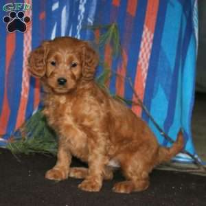 Mitzy, Mini Goldendoodle Puppy