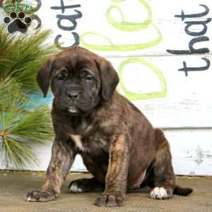 Mitzy, English Mastiff Puppy