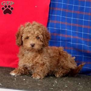 Mitzy, Mini Goldendoodle Puppy