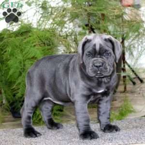 Mitzy, Cane Corso Puppy