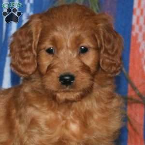 Mitzy, Mini Goldendoodle Puppy