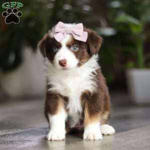 Mocca, Miniature Australian Shepherd Puppy