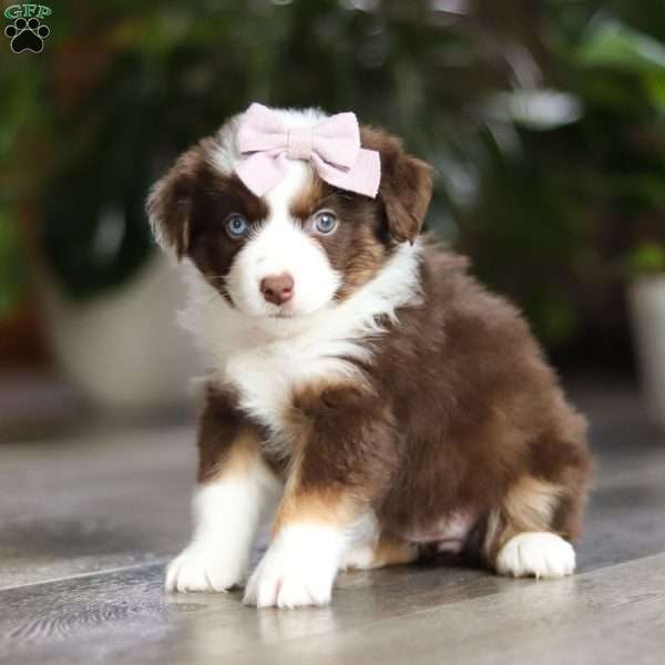 Mocca, Miniature Australian Shepherd Puppy