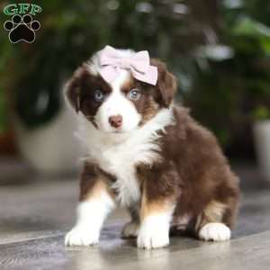 Mocca, Miniature Australian Shepherd Puppy