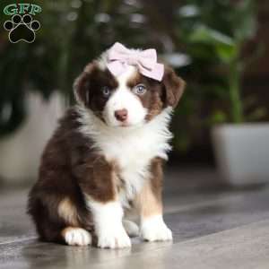 Mocca, Miniature Australian Shepherd Puppy