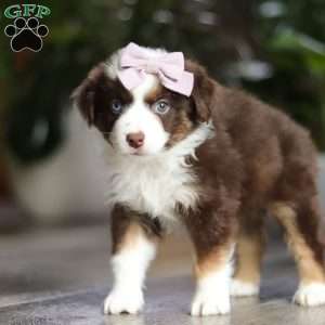Mocca, Miniature Australian Shepherd Puppy