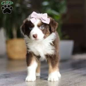 Mocca, Miniature Australian Shepherd Puppy