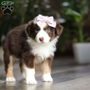 Mocca, Miniature Australian Shepherd Puppy
