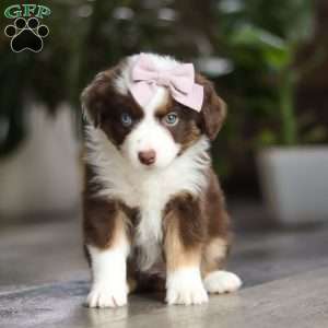 Mocca, Miniature Australian Shepherd Puppy