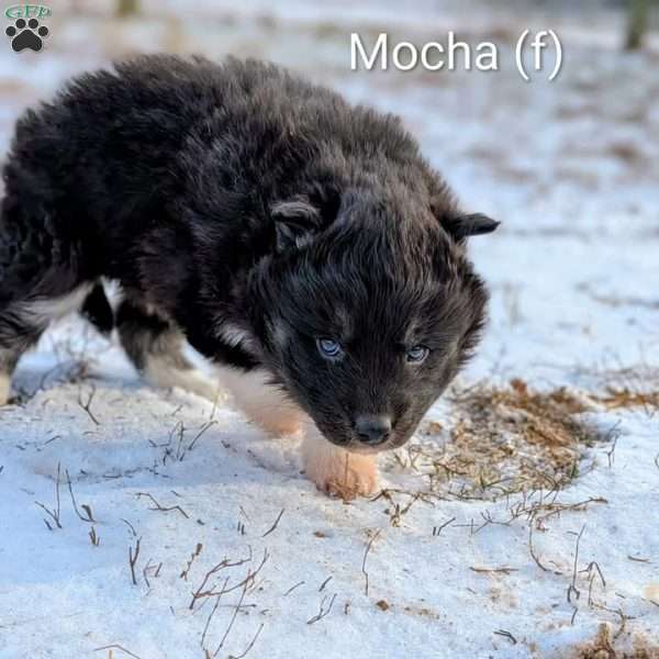 Mocha, Siberian Husky Puppy
