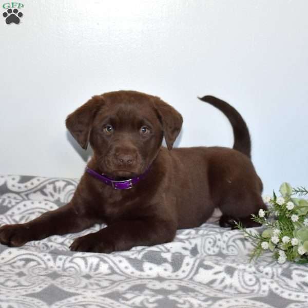 Mocha, Chocolate Labrador Retriever Puppy