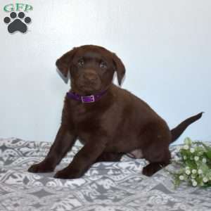 Mocha, Chocolate Labrador Retriever Puppy