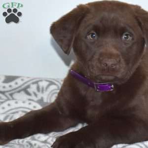 Mocha, Chocolate Labrador Retriever Puppy