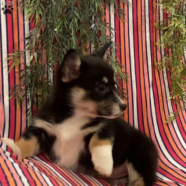 Mocha, Pembroke Welsh Corgi Puppy