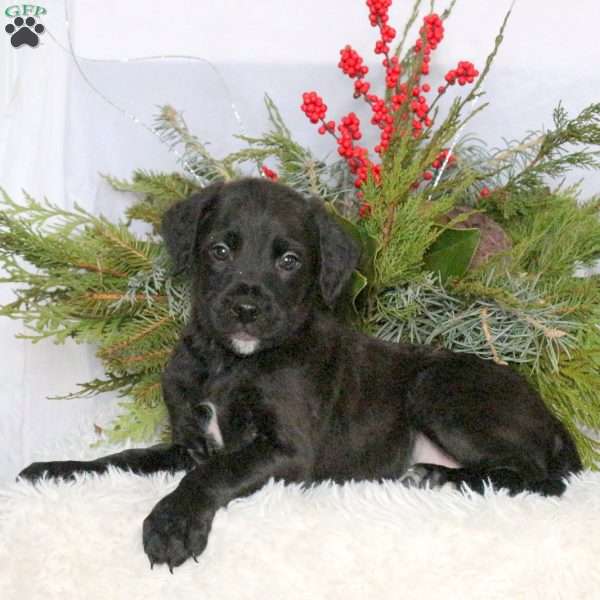 Mojo, Boxer Mix Puppy