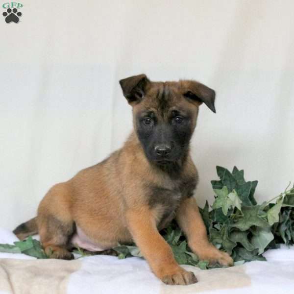 Mojo, Belgian Malinois Puppy