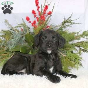 Mojo, Boxer Mix Puppy