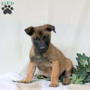Mojo, Belgian Malinois Puppy