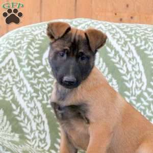 Mojo, Belgian Malinois Puppy