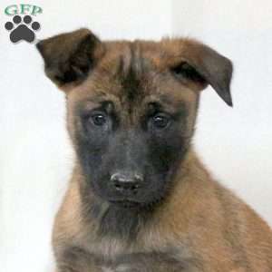 Mojo, Belgian Malinois Puppy