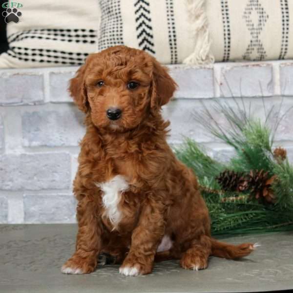 Mojo, Mini Goldendoodle Puppy