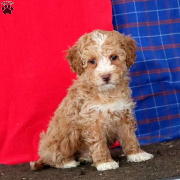 Mojo, Mini Goldendoodle Puppy