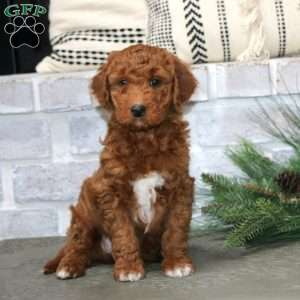 Mojo, Mini Goldendoodle Puppy