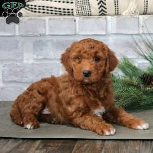 Mojo, Mini Goldendoodle Puppy