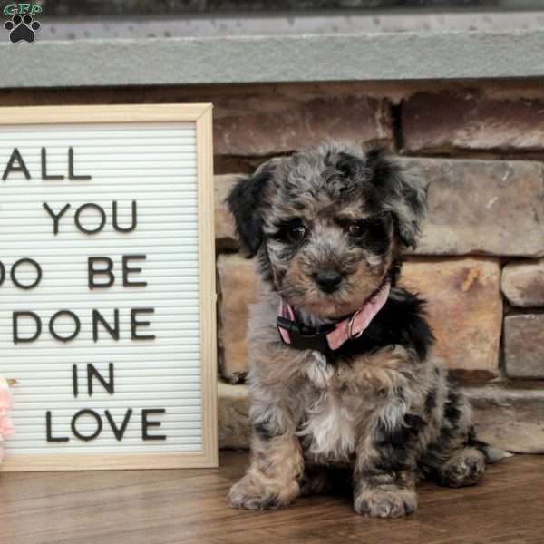 Molly, Bich-Poo Puppy