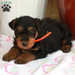 Molly, Airedale Terrier Puppy