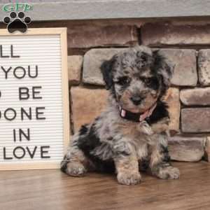 Molly, Bich-Poo Puppy