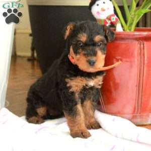 Molly, Airedale Terrier Puppy