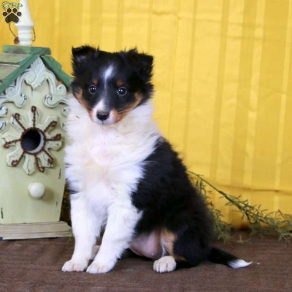 Molly, Sheltie Puppy