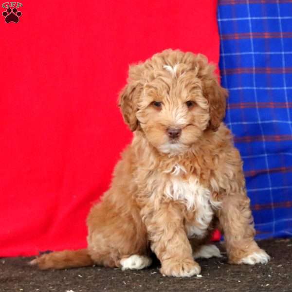 Molly, Mini Goldendoodle Puppy