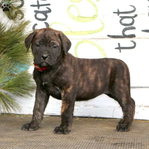 Molly, English Mastiff Puppy