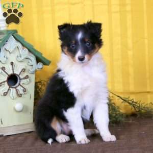 Molly, Sheltie Puppy