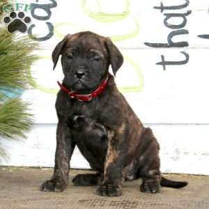Molly, English Mastiff Puppy
