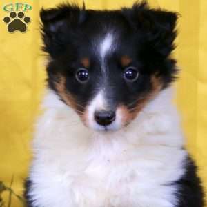 Molly, Sheltie Puppy
