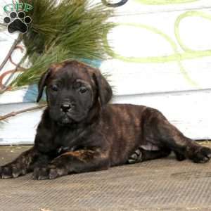 Molly, English Mastiff Puppy