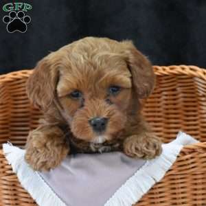 Monica, Havapoo Puppy