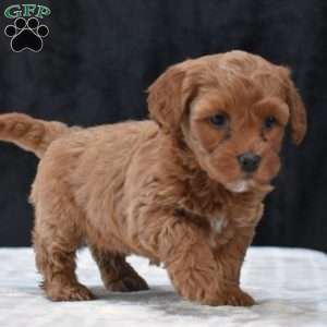 Monica, Havapoo Puppy