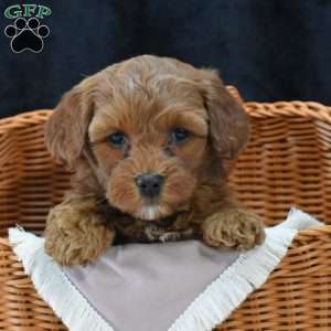 Monica, Havapoo Puppy