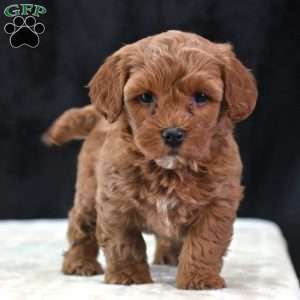 Monica, Havapoo Puppy