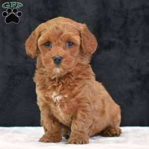 Monica, Havapoo Puppy