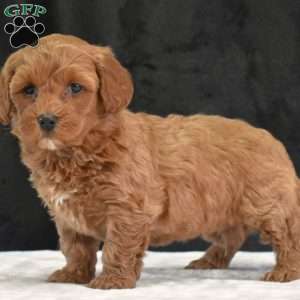 Monica, Havapoo Puppy