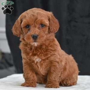 Monica, Havapoo Puppy