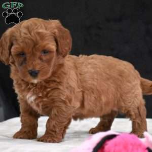 Monica, Havapoo Puppy