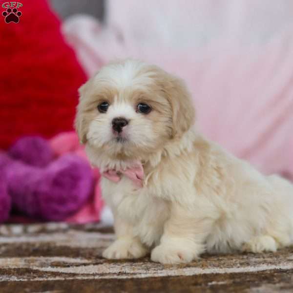 Monica, Lhasa Apso Puppy
