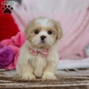 Monica, Lhasa Apso Puppy