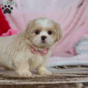 Monica, Lhasa Apso Puppy